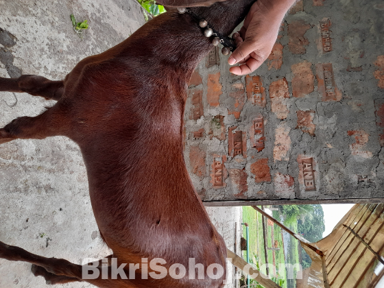 ছাগল goat